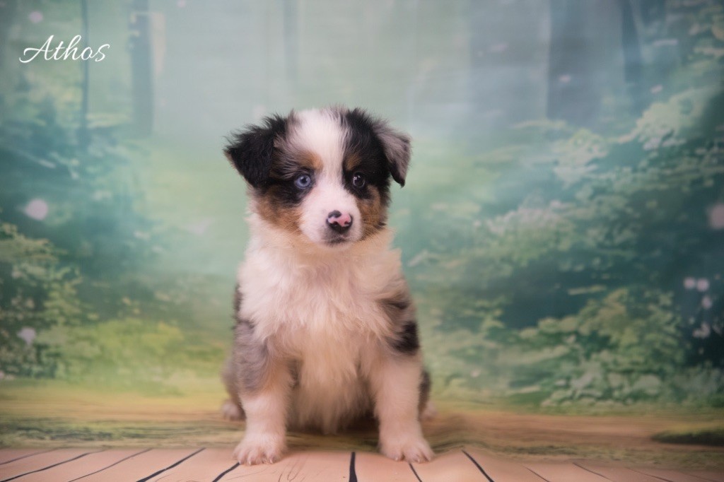Chiot Berger Américain Miniature du Domaine de Primella