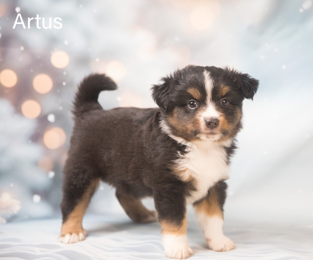 du Domaine de Primella - Chiots disponibles - Berger Américain Miniature 