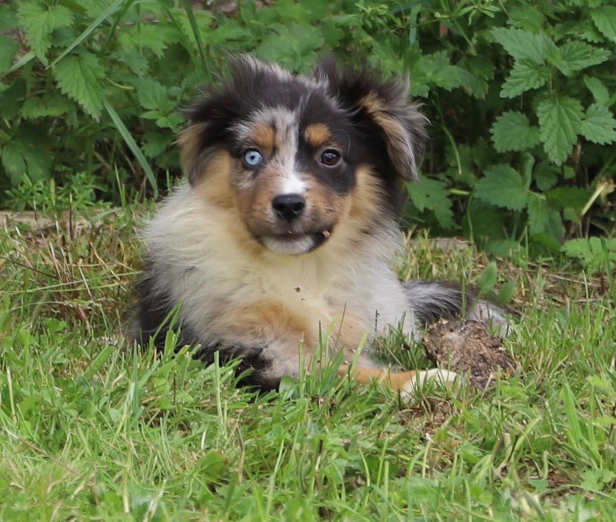 du Domaine de Primella - Chiots disponibles - Berger Américain Miniature 